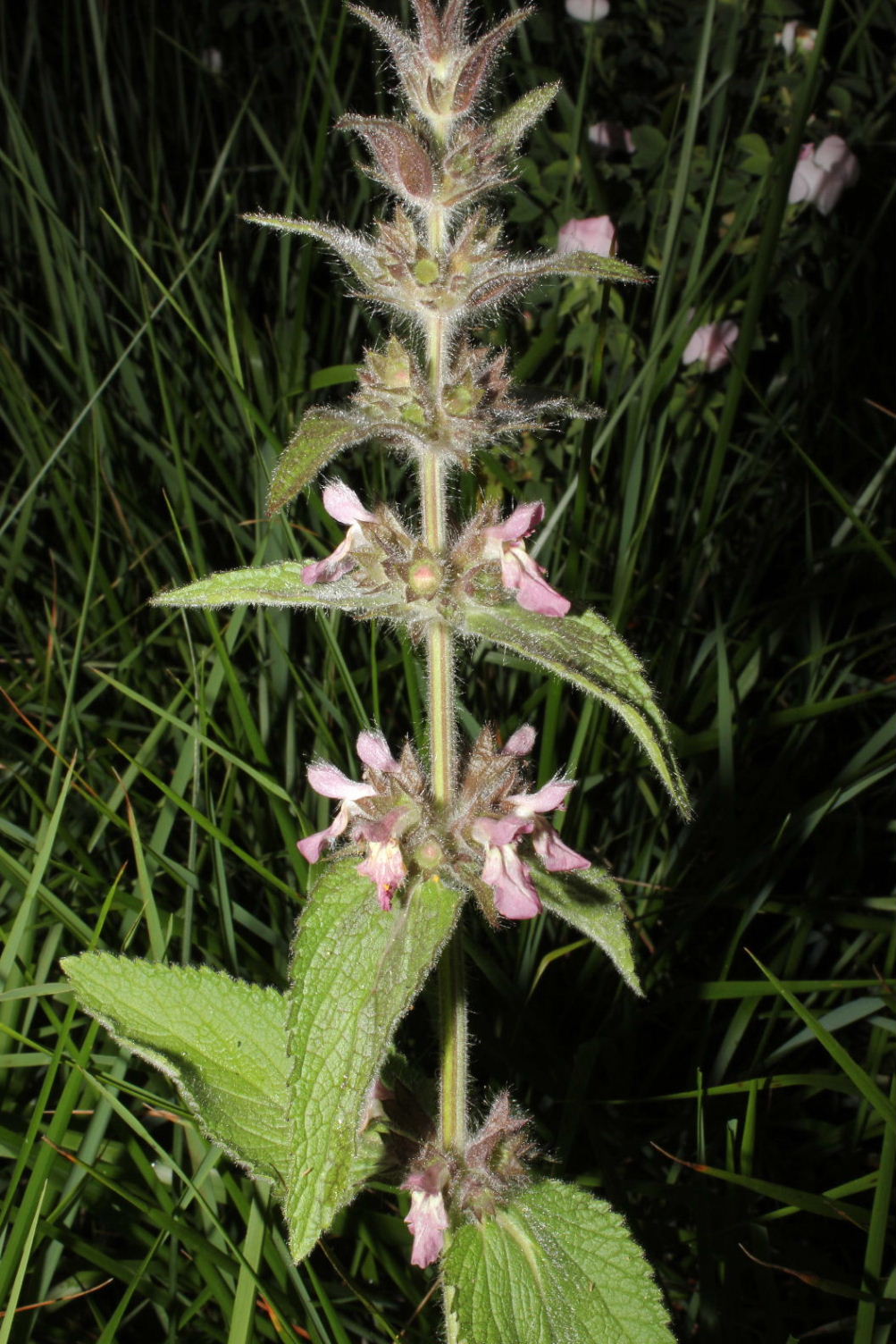 Stachys alpina / Betonica alpina